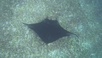 Manta point labuan bajo, manta point snorkeling, manta point komodo Komodo open trip 3d 2n labuan bajo,